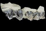 Fossil Running Rhino (Hyracodon) Maxilla Section - Wyoming #143862-3
